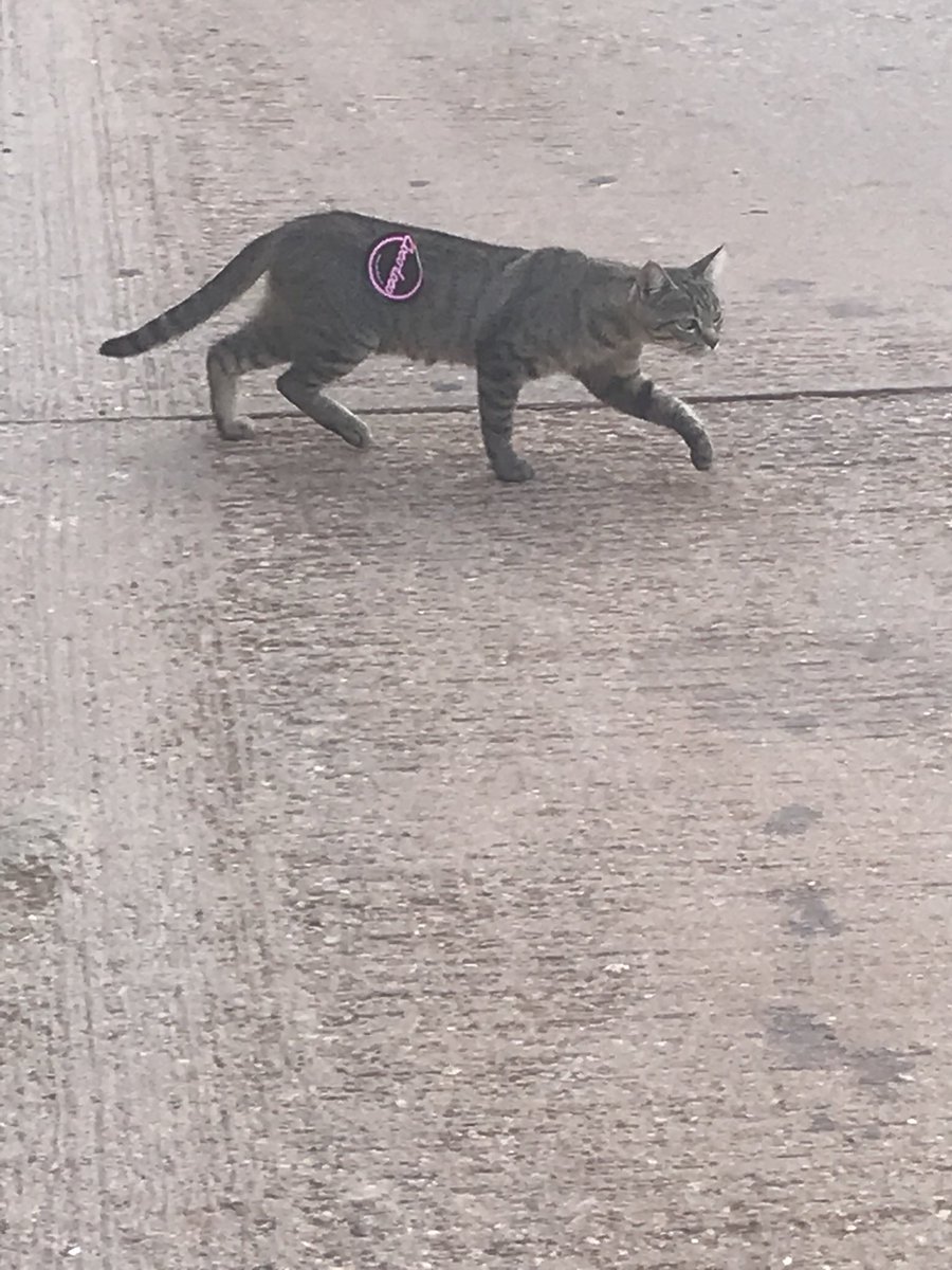 CocolocoFR's tweet image. Llegando de la cocoloco