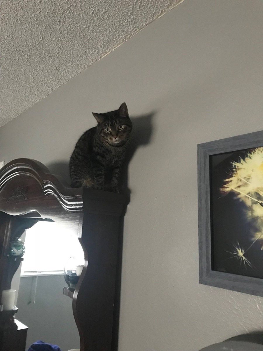 lianna_sinclair's tweet photo. THIS PRETTY KITTY NEEDS A HOME WITHOUT OTHER PETS. HER NAME IS TESSA, GIVE HER A HOME (toledo, oh)

Message me for more info, rt to get this beautiful lady a new home. https://t.co/MPh5qeGPg3