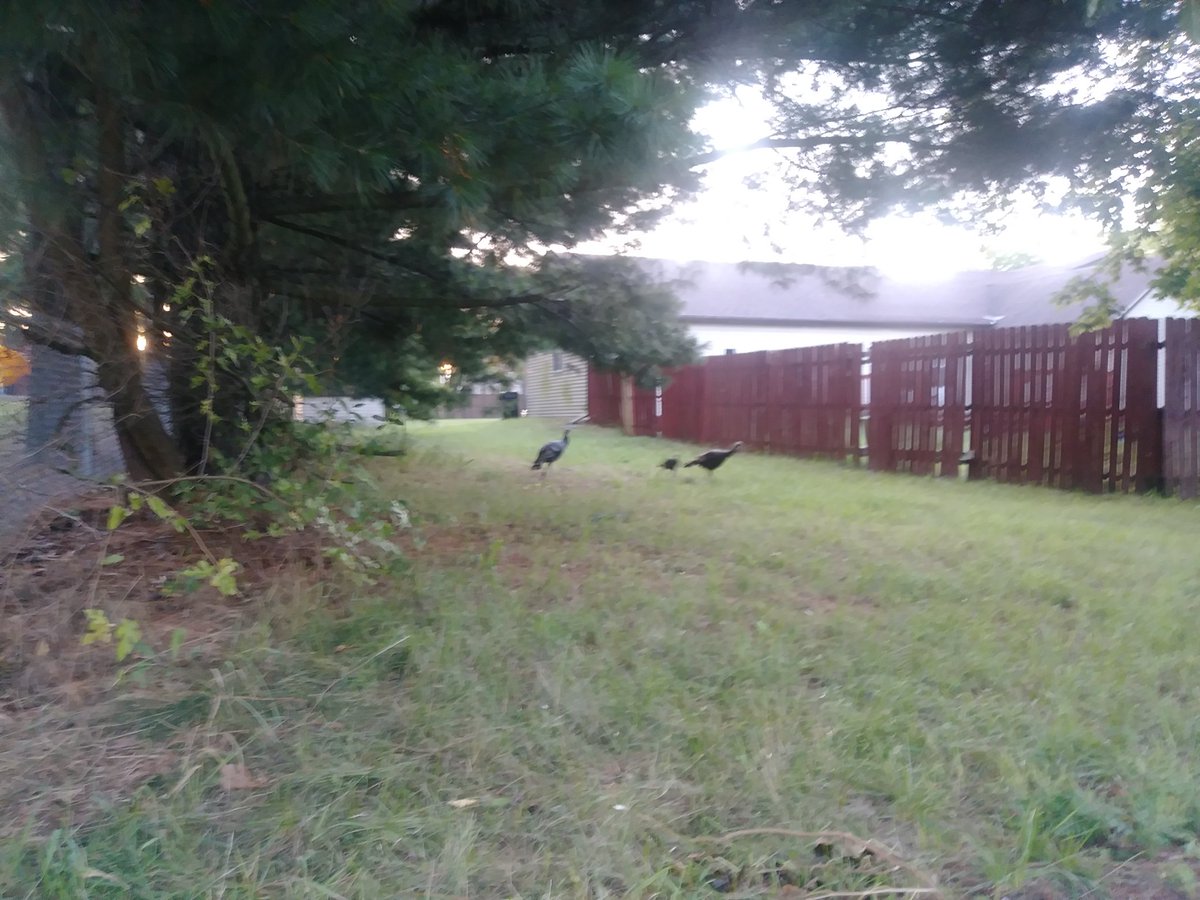 PioneerBrandon's tweet photo. Family of Big Rapids turkeys ISO savehaven through November. Serious inquiries only. https://t.co/b9PmySp4eN