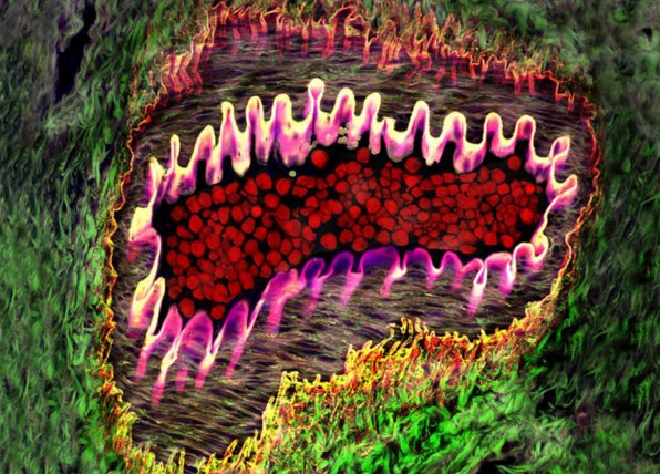 2004 Olympus BioScapes Birincisi: Gözün Mikroskobik Görüntüsü
  
Donald Pottle tarafından elde edilen bu mikroskobik görüntüde, göz  arteriyolleri, esnek elastin duvar (pembe), kırmızı kan hücreleri(kırmızı) ve destekleyici kollajen lifler görünüyor(sarı/yeşil alanlar). (40x obj)