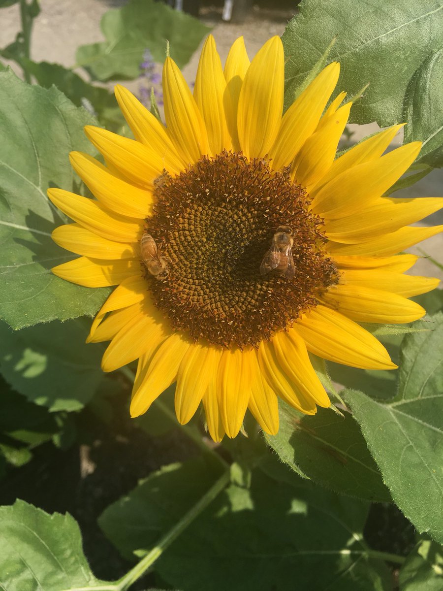 millsmath's tweet image. Look closely.... How Many?  What will we count?  How will we count them #mathandscienceeverywhere