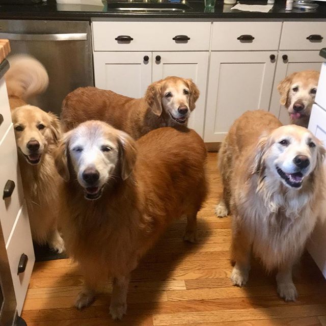 TheGoldenRatio4's tweet photo. We are so proud of you for making it through this week. GOOD JOB!! 💛💛💛💛💛 https://t.co/LlL1L5ri9F