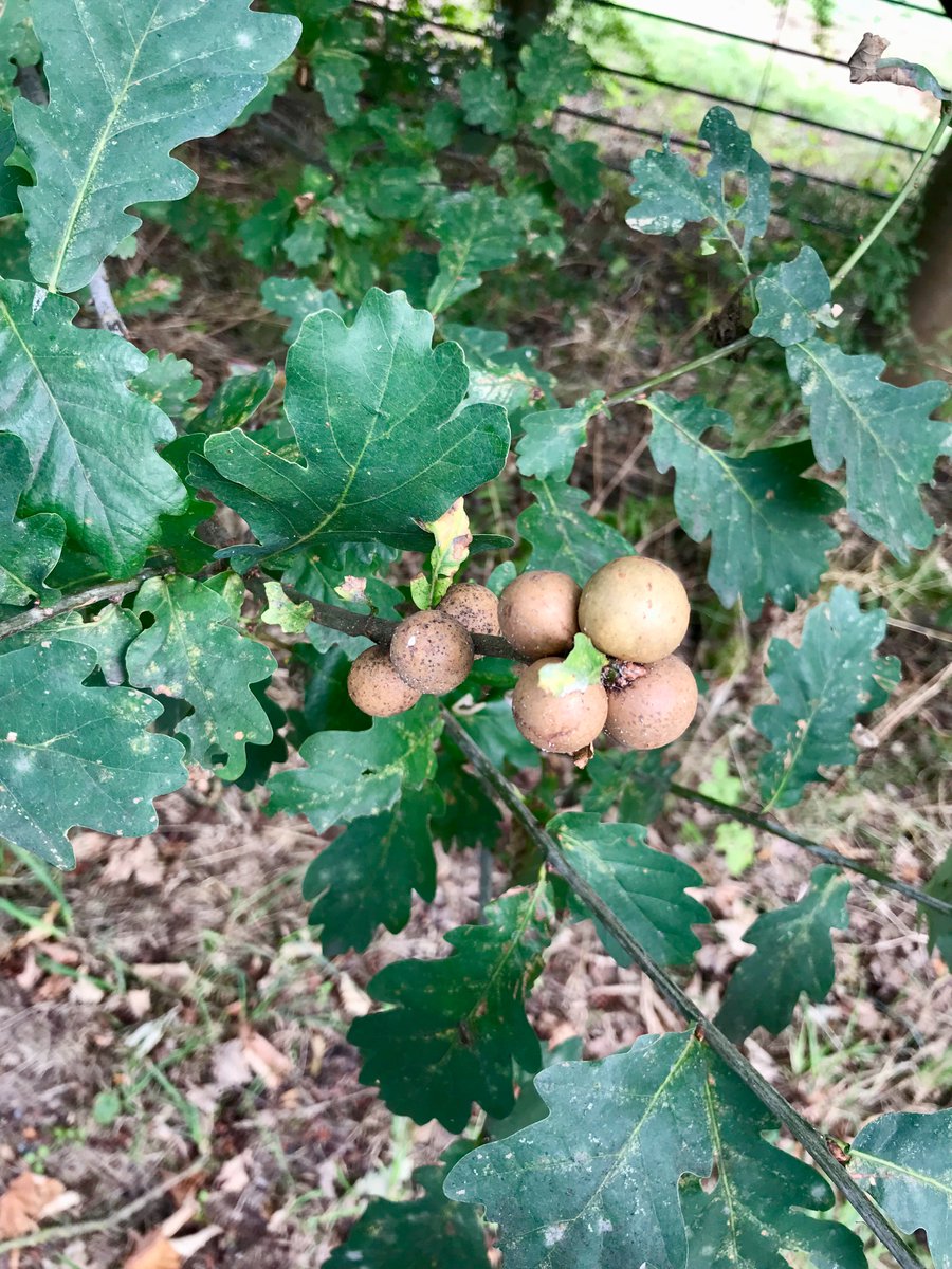 2. There is some open ground behind my house, so I went for a forage for some oak galls. I didn't really know if I would be able to recognise what I was looking for, and it took me a while to find any. But, once I had spotted one, I got my eye in