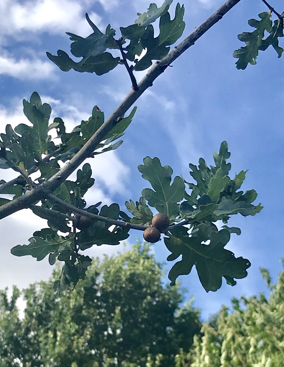 2. There is some open ground behind my house, so I went for a forage for some oak galls. I didn't really know if I would be able to recognise what I was looking for, and it took me a while to find any. But, once I had spotted one, I got my eye in