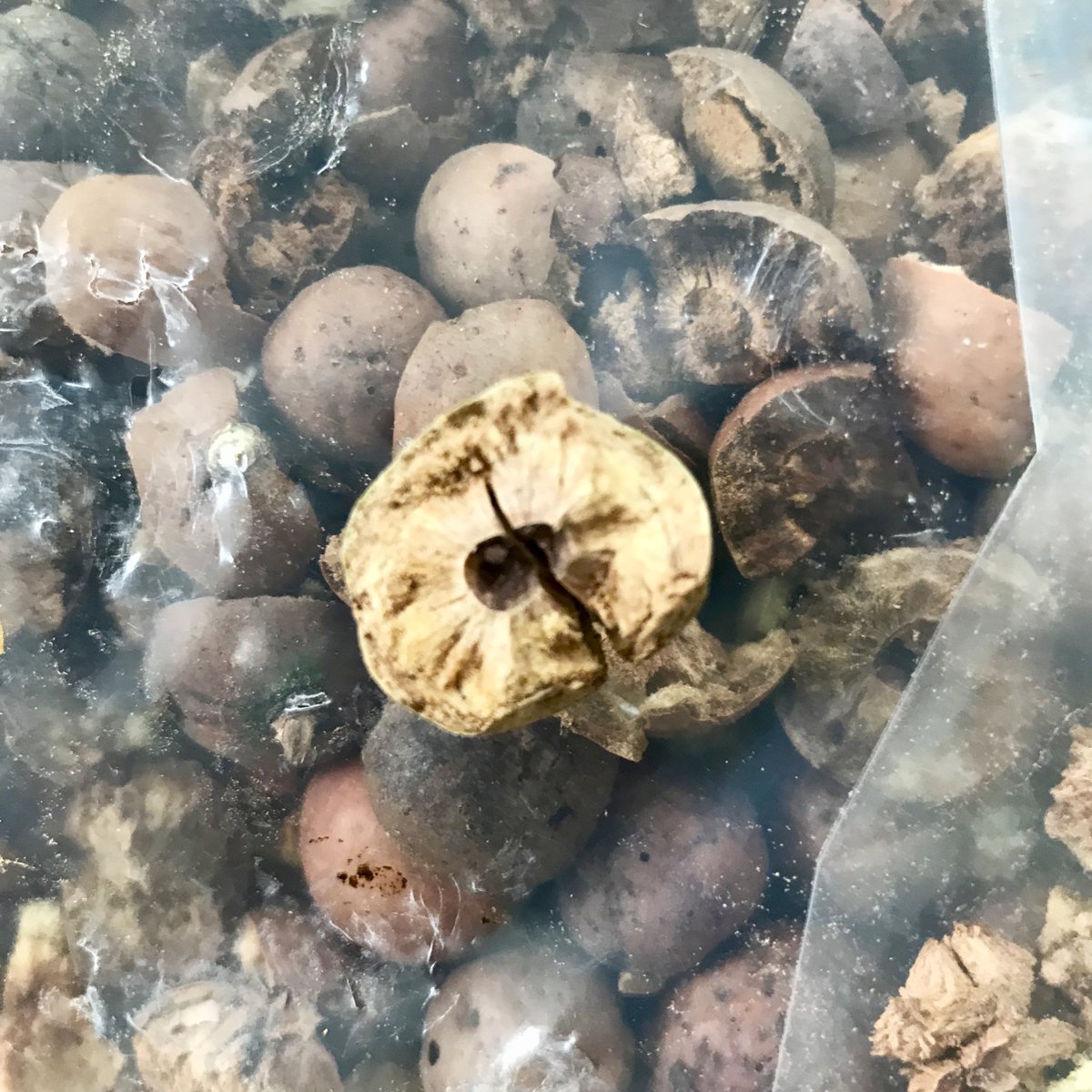 5. I loosely followed the recipe from  @LovettPatricia's book ‘Tools and Materials for Calligraphy’ (there are plenty of other recipes - the Iron Gall Ink website is very useful  https://irongallink.org/igi_index.html ). First, the fun part - smashing up the galls. I weighed out 80 grams