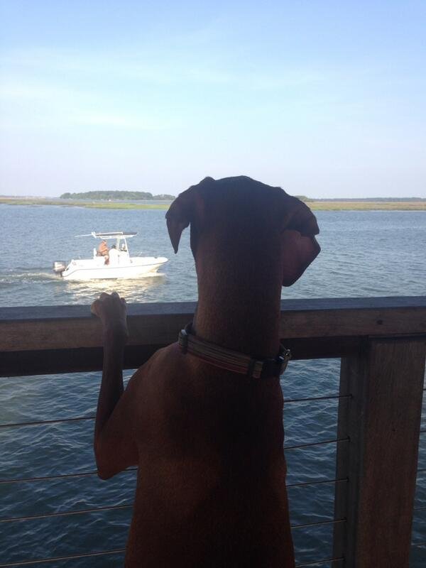 DogsByLisa's tweet image. #Bon #voyage 🛥🛥