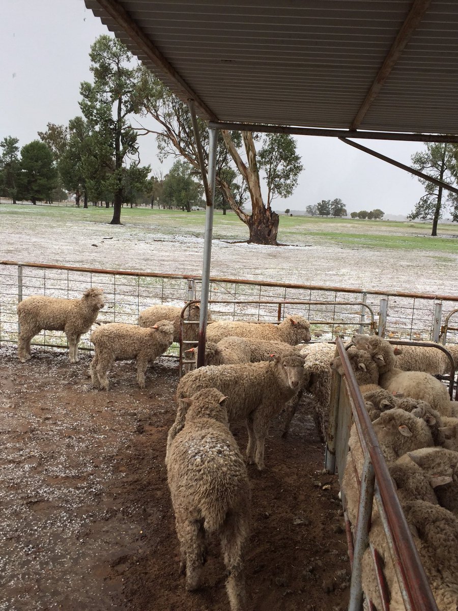 MaxRidley7's tweet photo. Guess any moisture is better than nothing. Paddocks were painted white at ‘Pine Hill’ with hail this afternoon! Hopefully not to much damage https://t.co/odRMtB5v4J