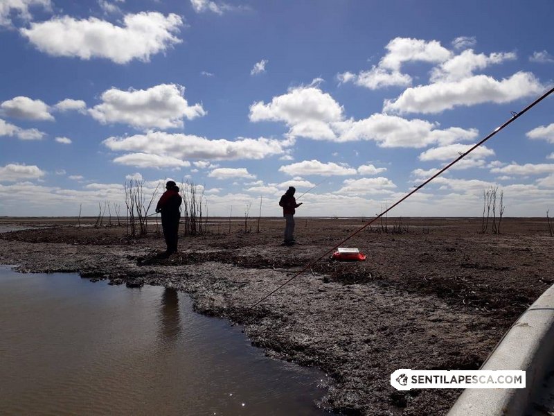 Sentilapesca's tweet photo. #ElPiquedelaSemana SAN PEDRO | Cada tanto lográbamos tentar las grandes, la explosión en el agua marcaba la diferencia, como que salían de su “entierro” para #atacar con furia y decididamente > https://t.co/n095WGTkkw
#tararira #pescadeportiva #condevolucion #sanpedro #baitcas https://t.co/0KqOaSjYHL