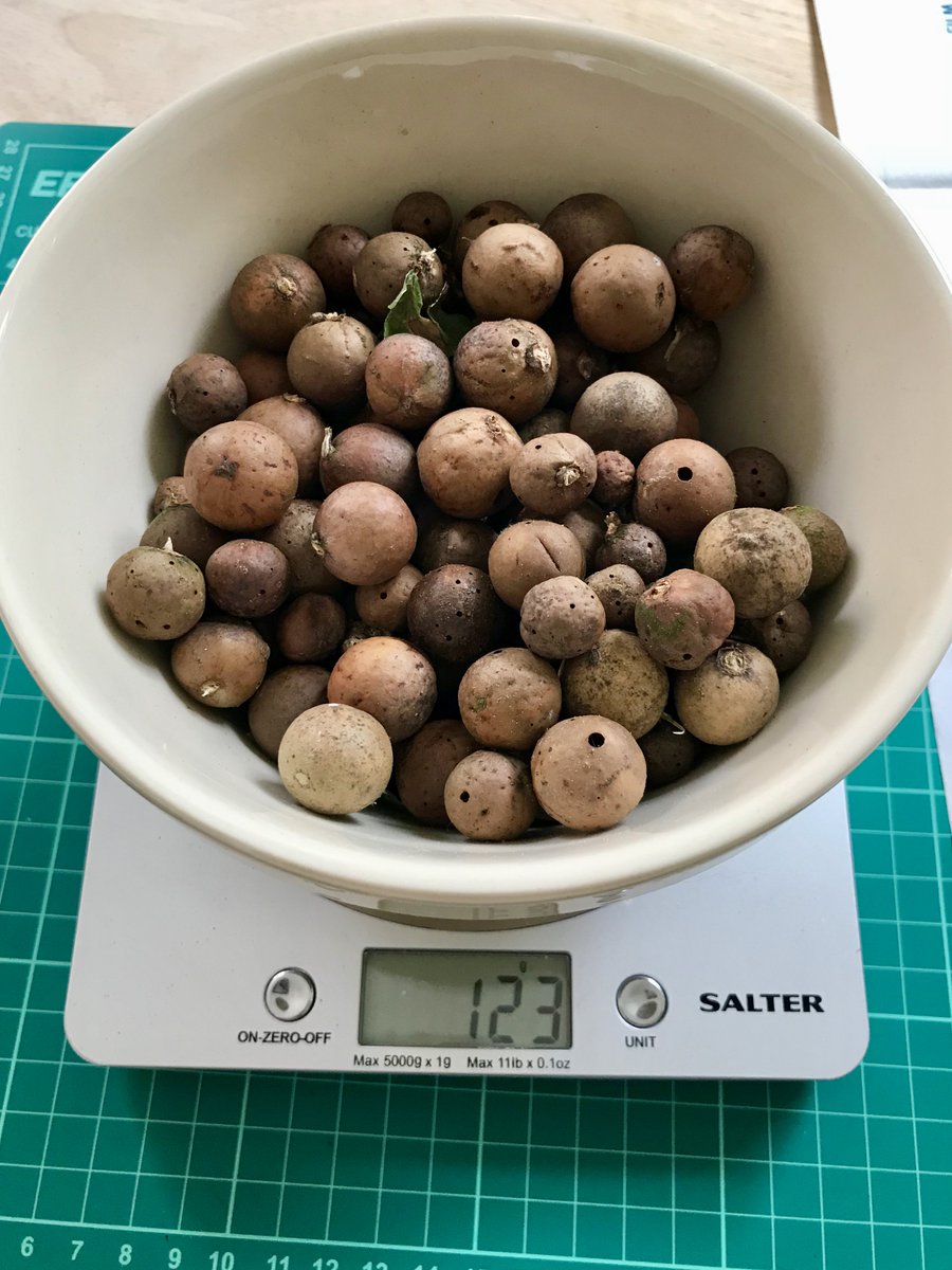3. Based on my vast experience of one foraging trip, I found them much easier to spot on smaller, younger oak trees. This little one in particular had loads - I got about twelve from it. In less than an hour, I had collected this lot - 123 grams