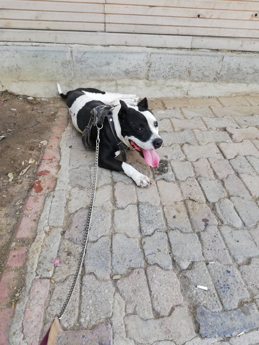 #cuma #dog #dogs #sirinevler #eniyidost