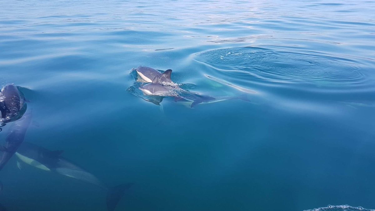 SALCOMBE -DOLPHINS on our 12 noon trip today, we are running a 9am trip and 2.309m trip tomorrow, Sat 1st Sept if you want to join us. Text Ali 07713745609