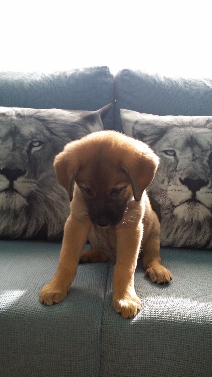 ChispisOficial's tweet photo. #CHISPIS En El Sofá 😛😋🐶 https://t.co/n1QuU5IYWo
