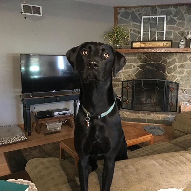 MarvelousNutri's tweet photo. 1 year ago today this little girl came into our lives quite unexpectedly and changed it forever. We love ya Laney girl. Thank you for keeping us young. #lab #puppylove #rescuedog #love https://t.co/wKTGKB1Kua https://t.co/soKgD4cUsb