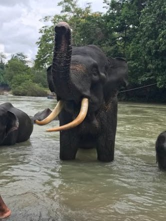 Itselephant (@itselephant3) on Twitter photo 