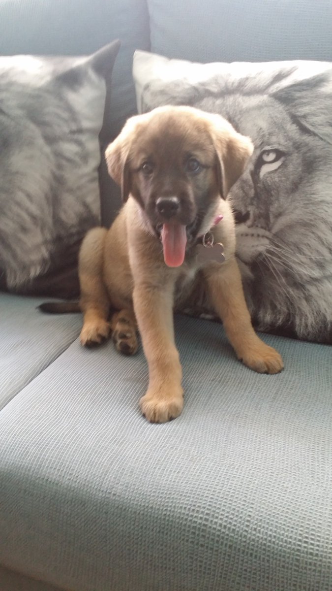 ChispisOficial's tweet photo. #CHISPIS En El Sofá😛😋🐶 https://t.co/zw417e7tBB