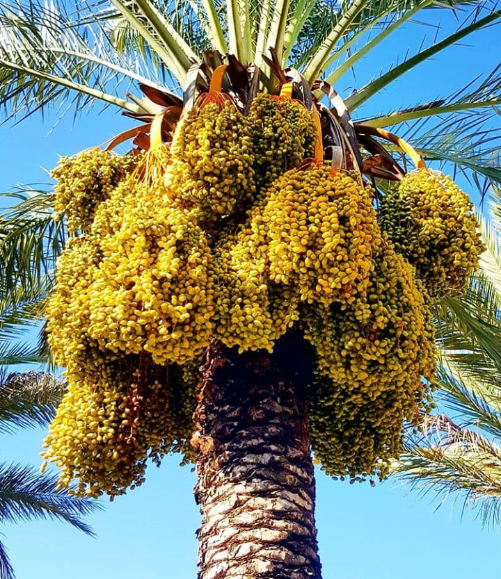 Plantasmedi's tweet photo. Our experience and care during the production of our #DactyliferaPalmTree is offering us this stunning view!!! They have very good fruits becase we invest in her care using the best tecniques!! 🌴🌴🌴#nature #palmtrees #vivero #Elche #Spain #landscape #datiles #palmeras https://t.co/0sp5Ju9ARK