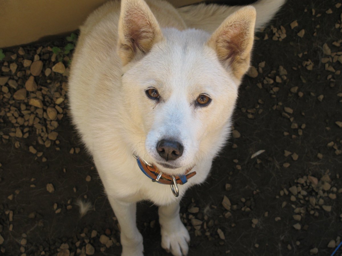 Mika Tren Twitter 紀州犬 ってこんなんよ ニッポンのミカタ うちの子は雑種だったけど 紀州系だったのさ Mika Tren Twitter 紀州犬 ってこんなんよ ニッポンのミカタ うちの子は雑種だったけど 紀州系だったのさ
