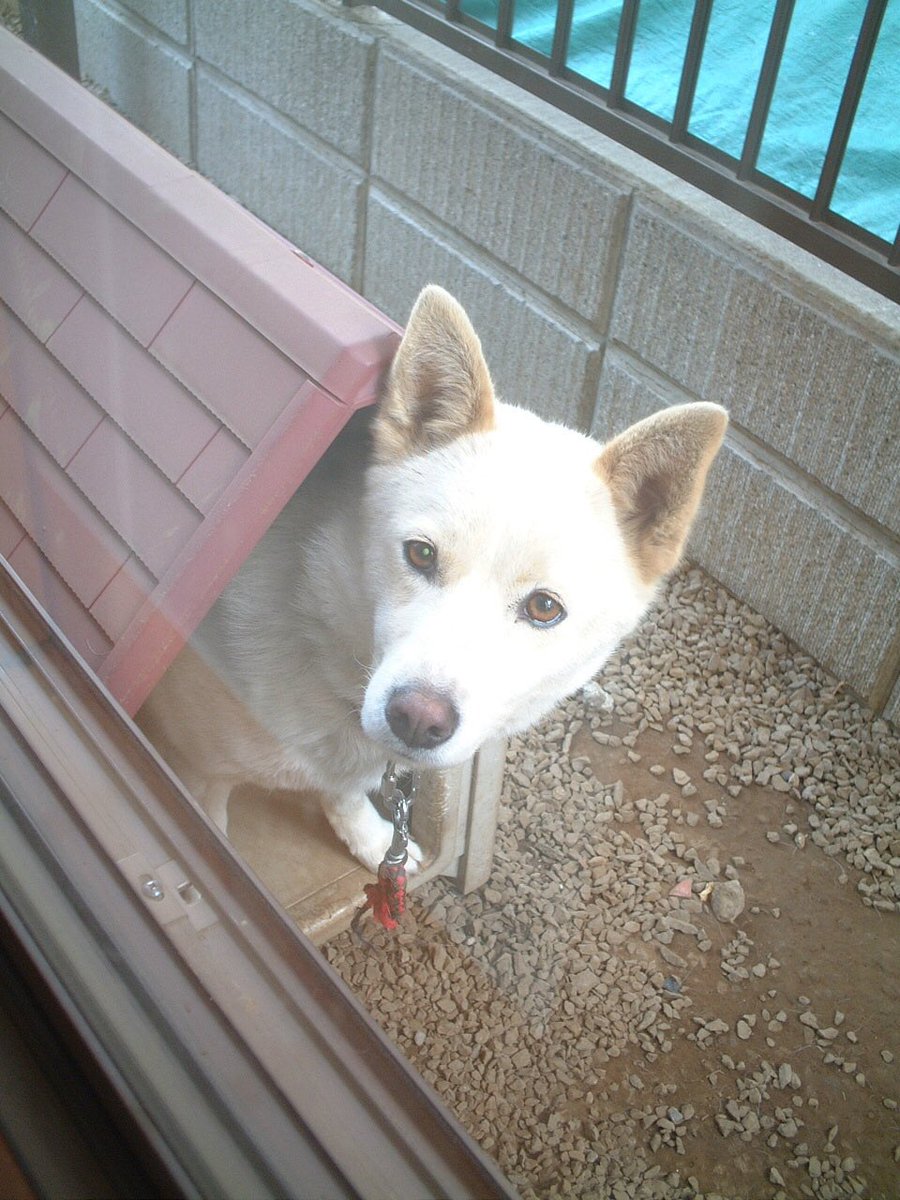 Mika Tren Twitter 紀州犬 ってこんなんよ ニッポンのミカタ うちの子は雑種だったけど 紀州系だったのさ Mika Tren Twitter 紀州犬 ってこんなんよ ニッポンのミカタ うちの子は雑種だったけど 紀州系だったのさ