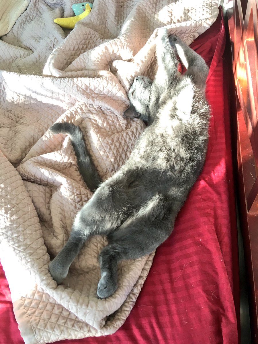 LuckyDaPuppyCat's tweet photo. We got a house full of #jellybellyfriday going on but Luckybean Bear says it’s  also #famousfootsfriday. Have the best kind of Friday you want pals! @TheCatMalice @Blutospin https://t.co/eyvk8Rl0wS