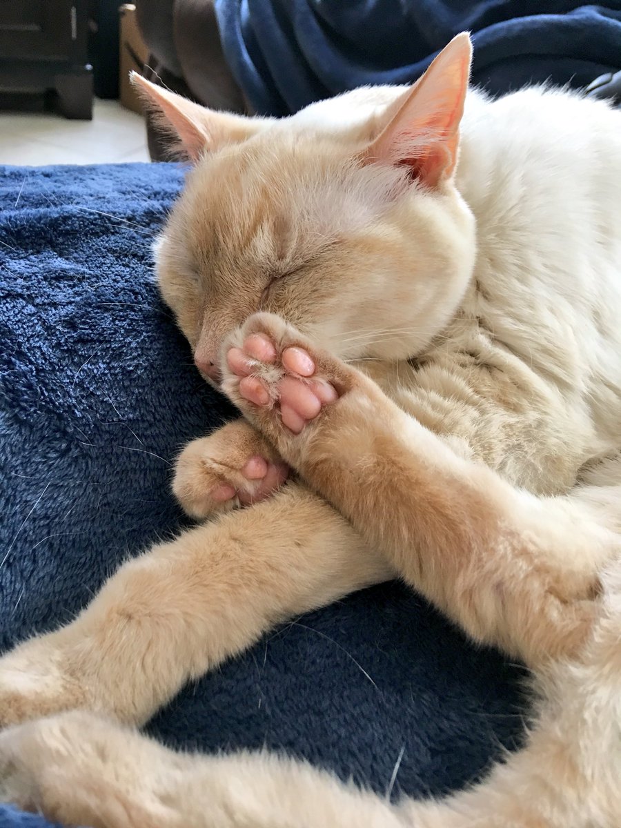 LuckyDaPuppyCat's tweet photo. We got a house full of #jellybellyfriday going on but Luckybean Bear says it’s  also #famousfootsfriday. Have the best kind of Friday you want pals! @TheCatMalice @Blutospin https://t.co/eyvk8Rl0wS
