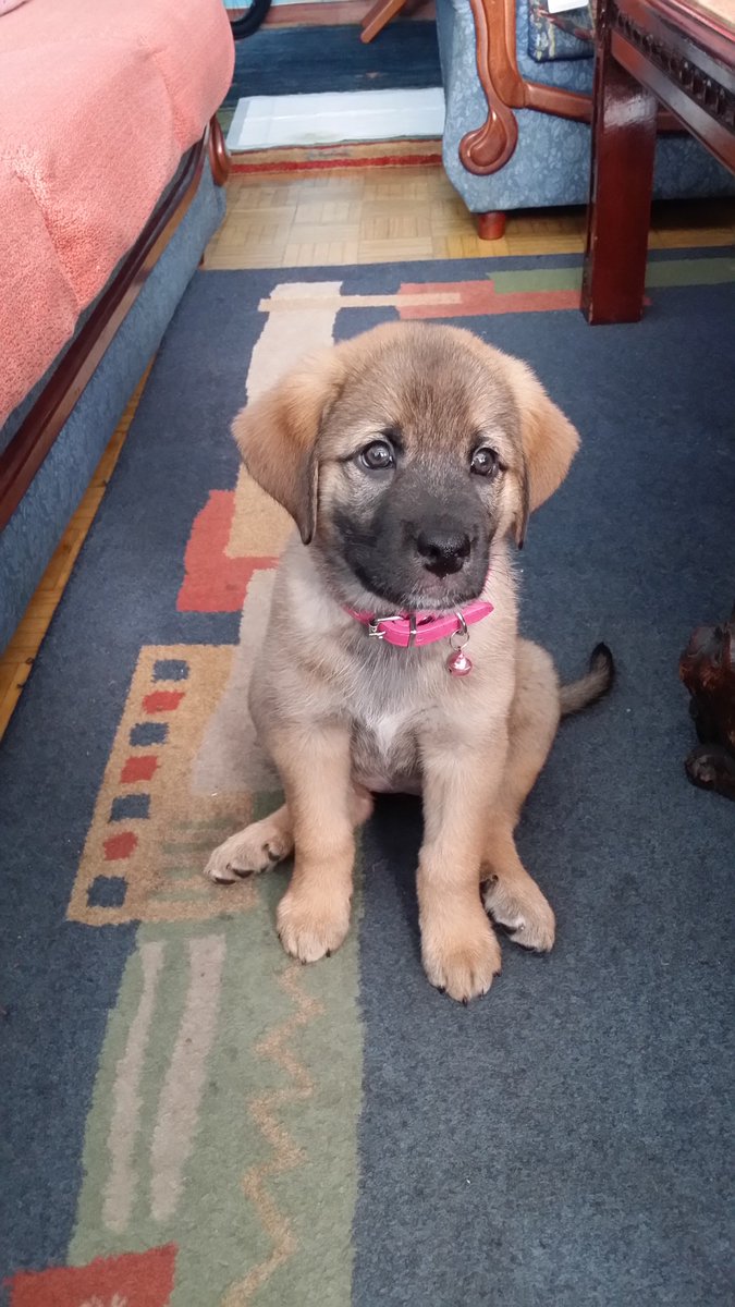 ChispisOficial's tweet photo. #CHISPIS Muy Atenta😛😋🐶 https://t.co/yxSKk8toPE