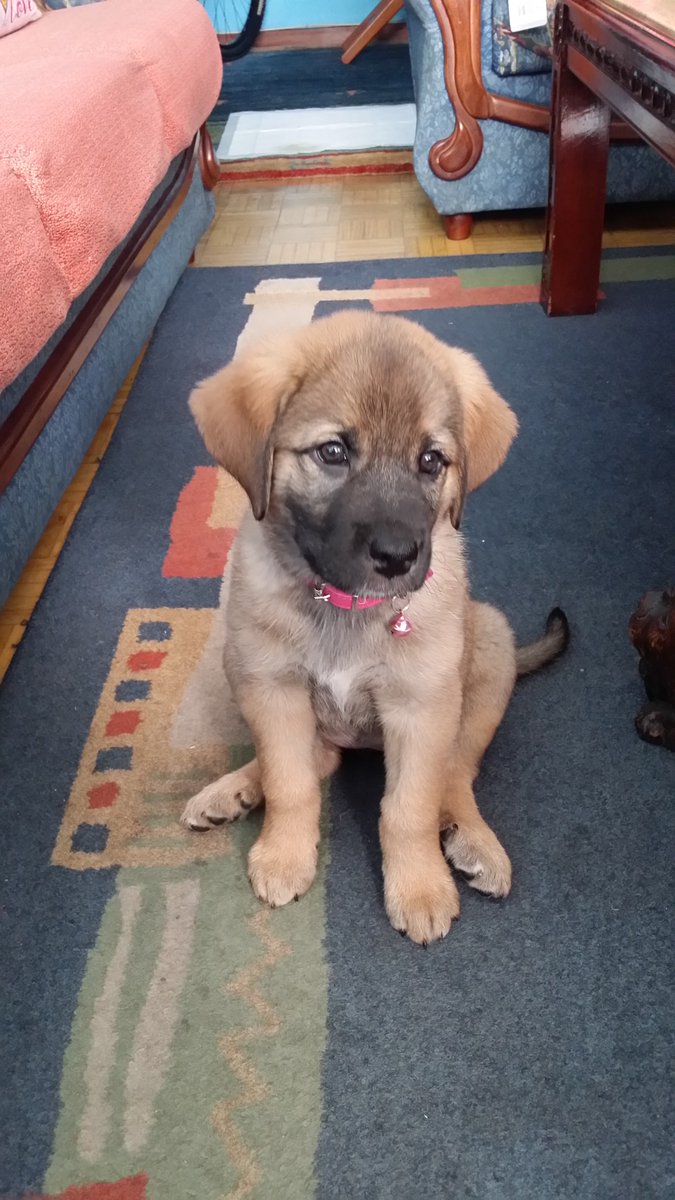 ChispisOficial's tweet photo. #CHISPIS Muy Atenta😛😋🐶 https://t.co/yxSKk8toPE