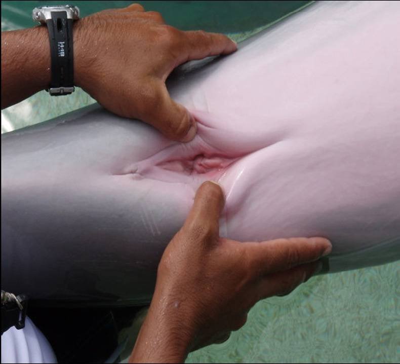 “ВНИМАНИЕ это вагина дельфина СПАСИБО ЗА ВНИМАНИЕ” .
