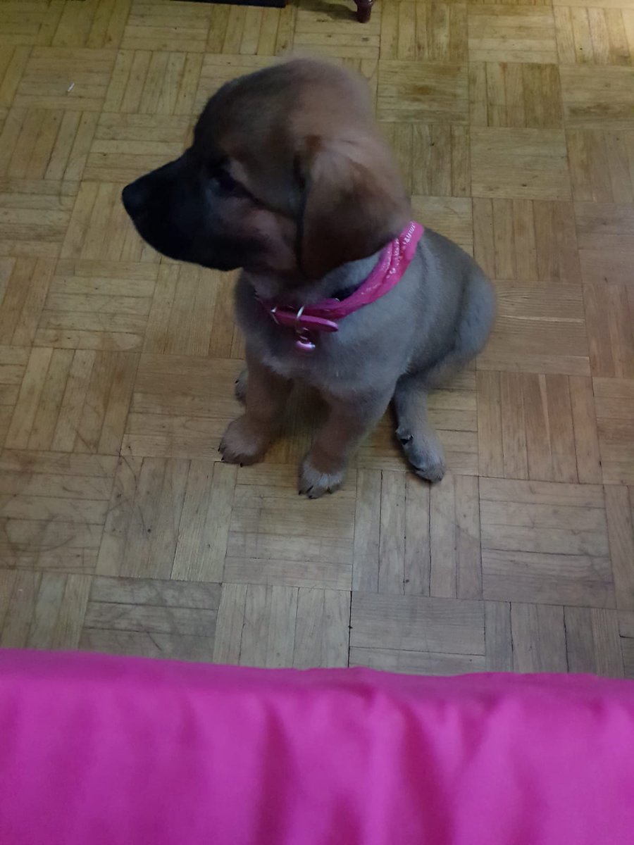 ChispisOficial's tweet photo. #CHISPIS😊😉🐶 https://t.co/HWrC7pCdO5