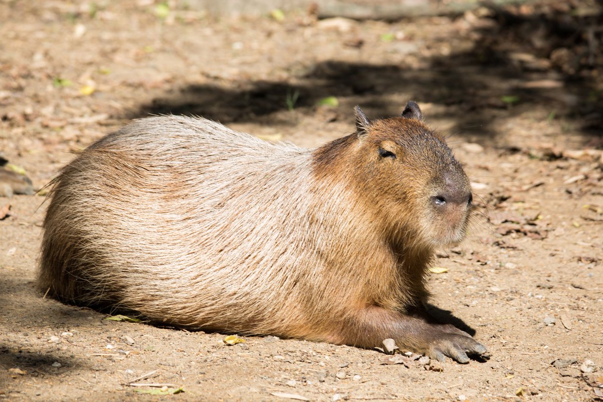 hippos901's tweet photo. Hey! Have you checked out the September/October issue of Exzooberance? It has a cool Creature Feature about the #capybaras over in Cat Country. You can find all past issues here: https://t.co/6ftjgnTJpN – U https://t.co/vU1mazXoq8