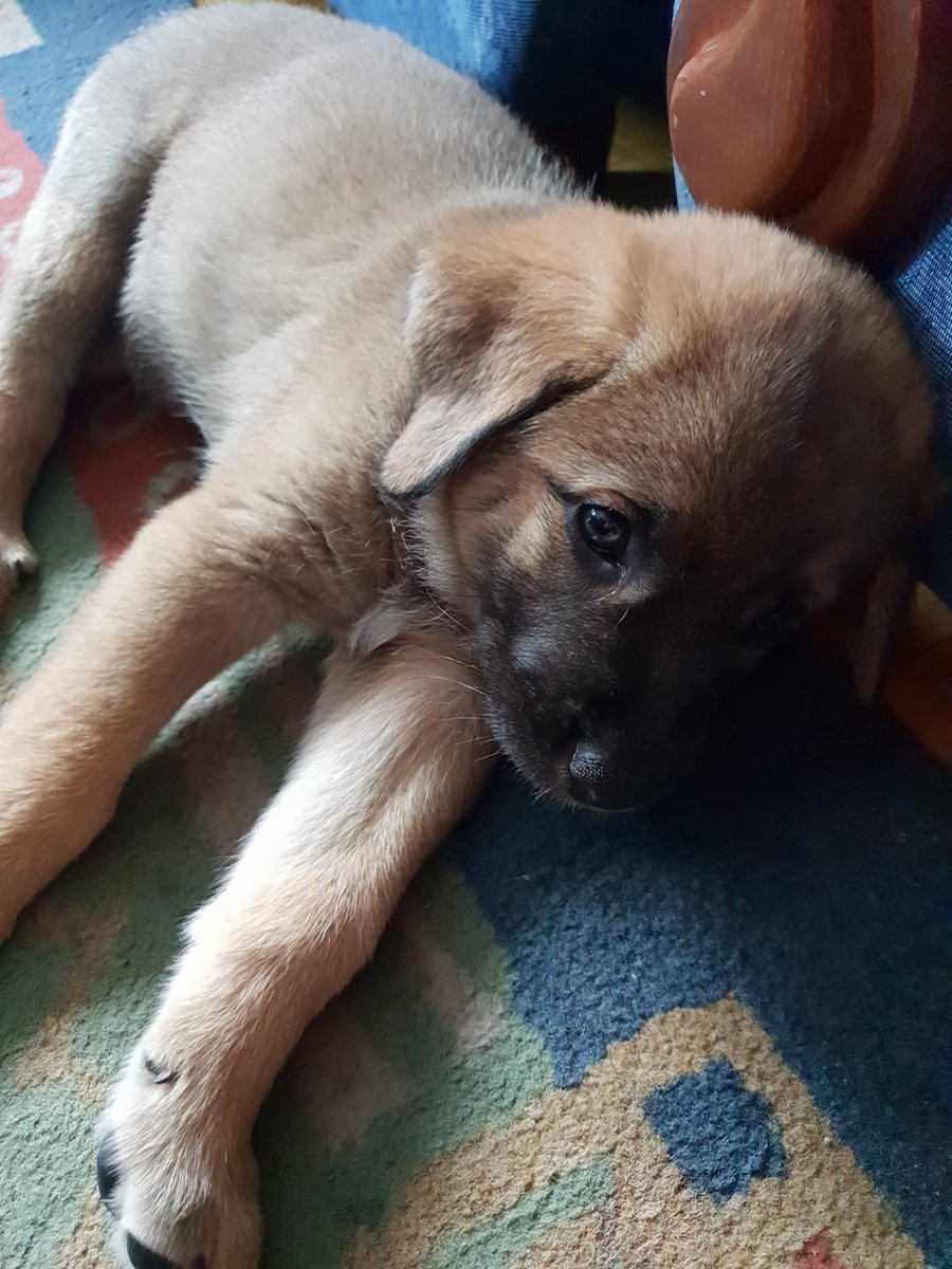 ChispisOficial's tweet photo. #CHISPIS😊😉🐶 https://t.co/nXJbIMKESC