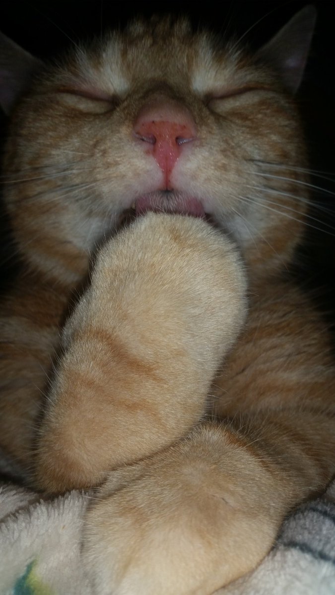 MerulaAlba's tweet image. 