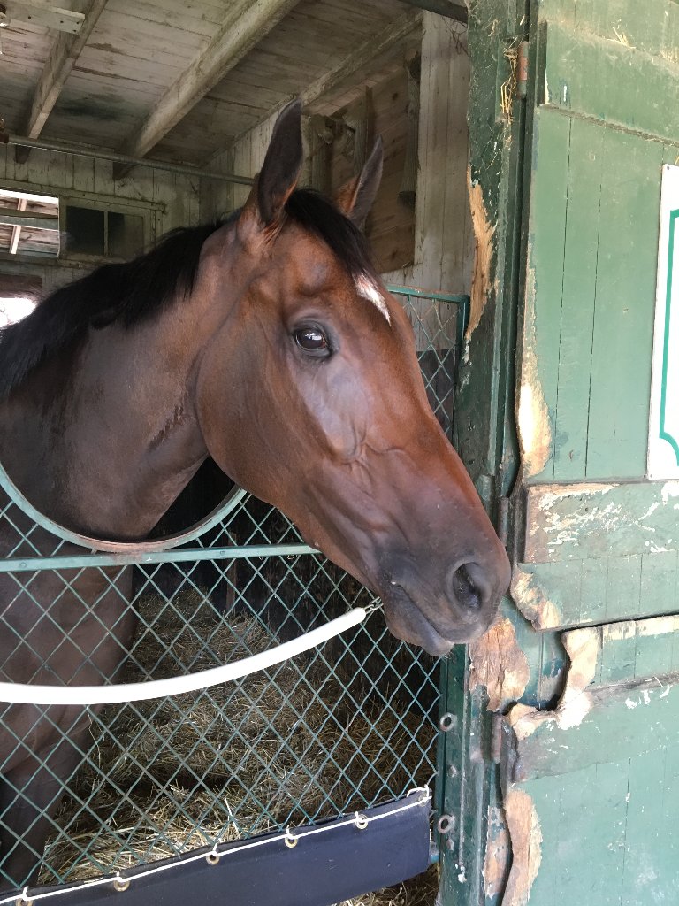 Good luck to Cassies Dreamer and all of Turf Stable partners in Saturday’s $350,000 Grade 1 Spinaway at Saratoga! 
Visit turfstable.com for more info.