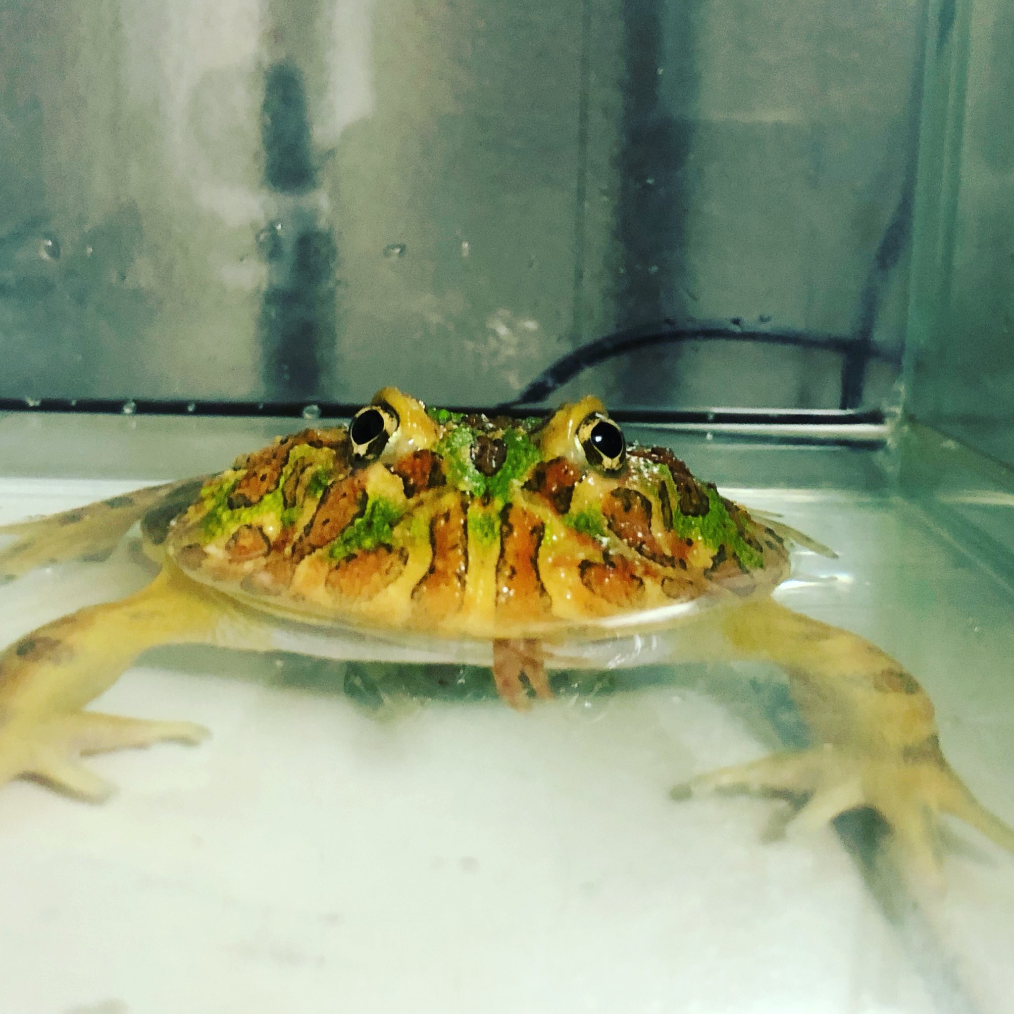 Brand New Zone 以前より飼ってるベルツノ バジェットの常時空腹丸さんはいつでも腹ペコ笑 調子が良いと色が薄くなるのでわかりやすい奴です笑 爬虫類バル 爬虫類 バル 爬虫類販売 大阪 爬虫類ショップ 内装 八尾市 カエル ベルツノ バジェット