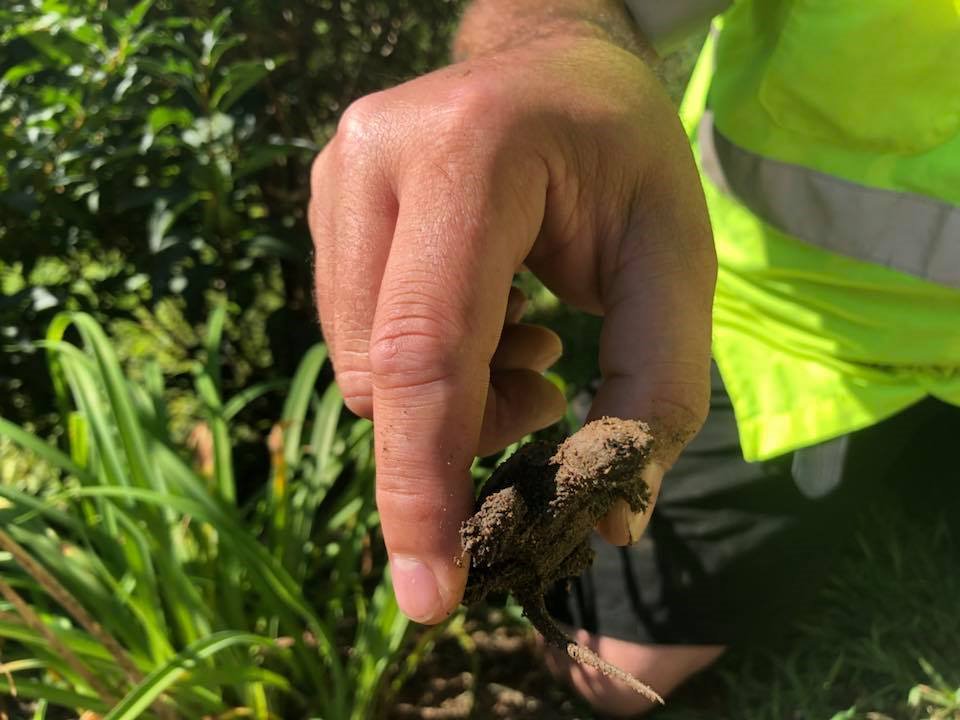 AAAHartfordNews's tweet photo. Thank u @JamieRatliffNBC for sharing these photos of @AAAHartford fleet driver David Zayas helping her RESCUE BABY TURTLES crossing the road!! #AAAHero #AAASaves @NBCConnecticut #socute https://t.co/NKayWvFUE1