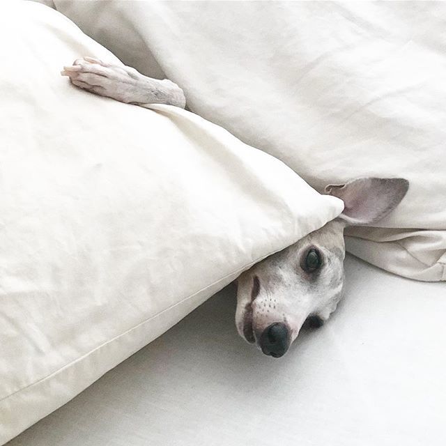 abbasjamali's tweet photo. The struggle is real. #whippetsofinstagram https://t.co/y1NQPKM47S https://t.co/lN95A1LWbb