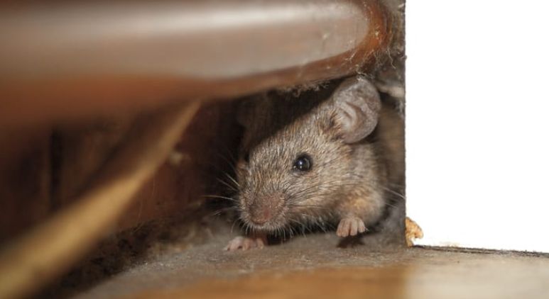 tromepe's tweet photo. Arequipa: dos niñas fueron atacadas por ratas mientras dormían en su vivienda ►https://t.co/xIyuYH6wzH https://t.co/fIbPOVvsfu