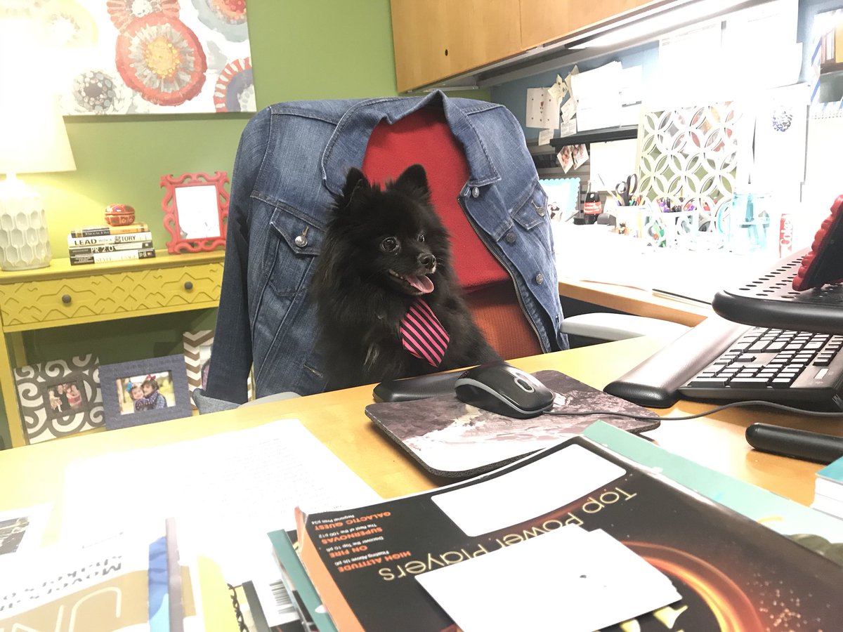 kristinalm's tweet photo. I told Pippet it’s casual Friday at @DiscoveryIncTV but he didn’t listen. #tydtwd #holdmycalls #woof #pom https://t.co/EpDNWaVHdP