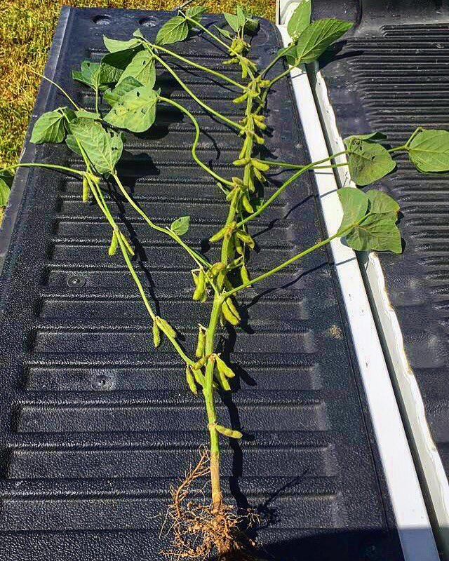 agrigrl59's tweet photo. Beautiful Friday to be out checking some big beans !
80 pods on one random plant in the middle of the field! I’ll gladly take that !
#ontag #notill #beans #soys #xtendbeans #80pods #bigyield #fillingthempods #floridabeans #agronomygeekinhard #pride1666 https://t.co/tguqsZPZoS