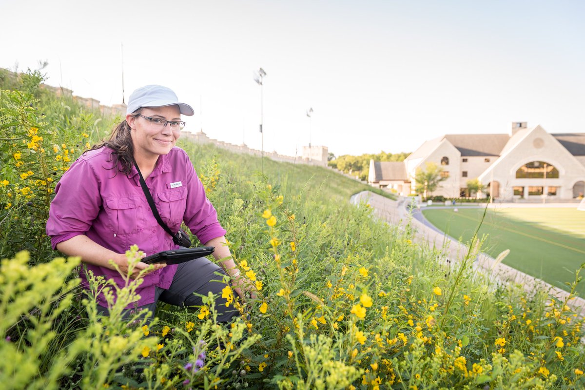 KSU_GreenRoofs's tweet photo. #Teammemberspotlight Pam Blackmore is comparing the butterflies and plants of 2 green roofs to prairie. She enjoys plants, butterflies, GIS, research, and environmental planning. #KonzaLTER folks in KSU Biology are assisting #gratefulforhelp #MLA #somuchworktodo #goodthingitsfun https://t.co/EnOxwCkZEY