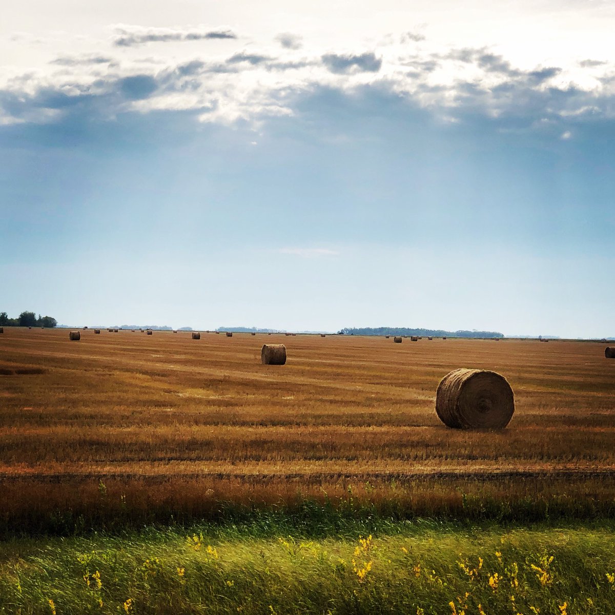 Flax straw bales are used to create many products such as: tissue, linen, packing materials, insulation and even feminine hygiene products. I wonder what our straw will be used for! #flax #harvest18