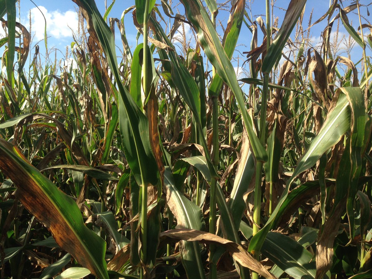 SDSUPlantPath's tweet photo. Goss's wilt severe in this corn field northeast SD. Resistant hybrids the best way to manage Goss's https://t.co/cRqj0Rhqkd