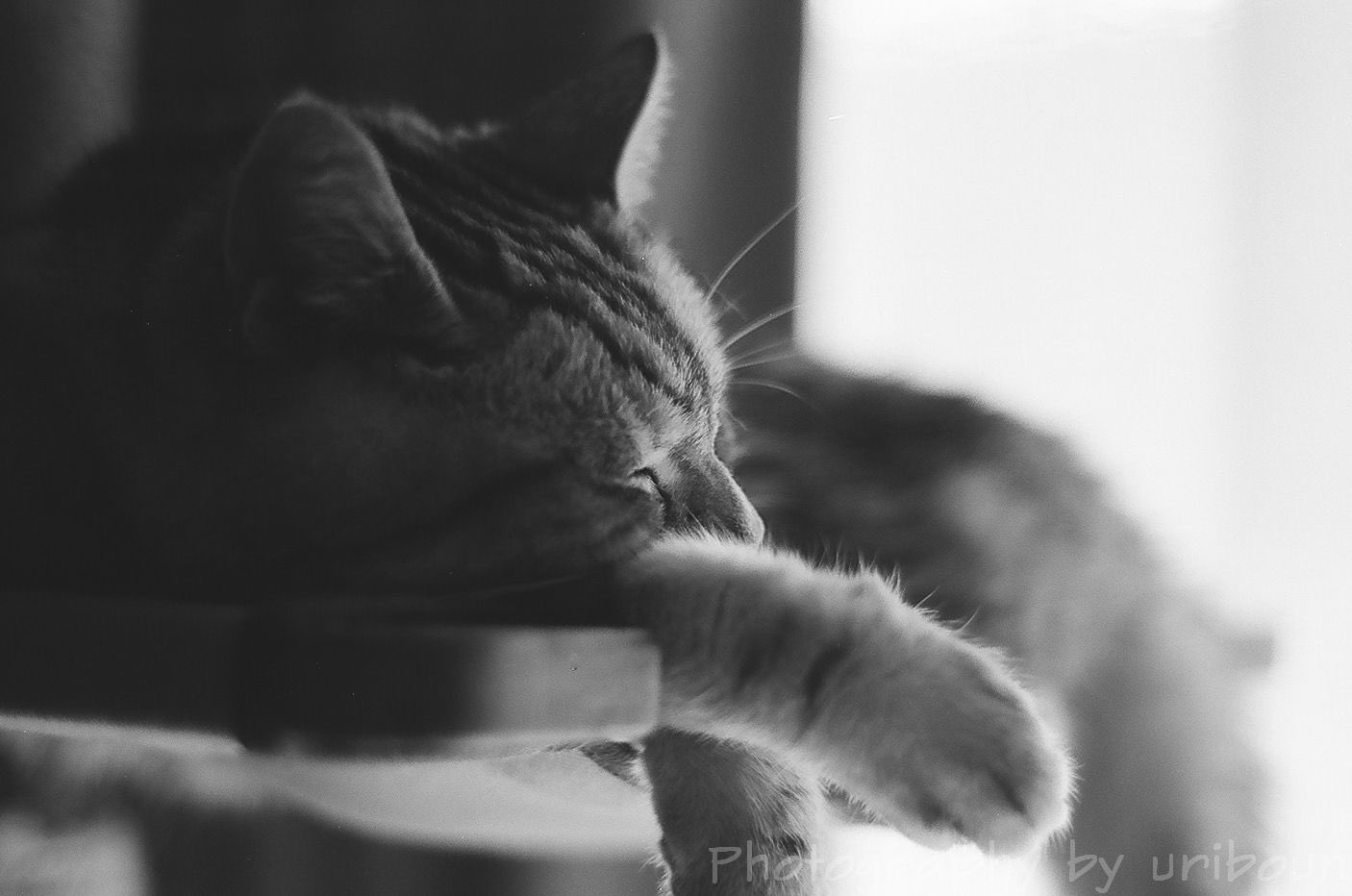 うりぼう 現像してもらったモノクロフィルムから猫の写真 レンズかどこかにゴミがあるみたいだったので目立つゴミは消しています フィルムカメラ フィルム写真 モノクロフィルム モノクロ写真 白黒写真 猫 ねこ アメショー アメリカンショート