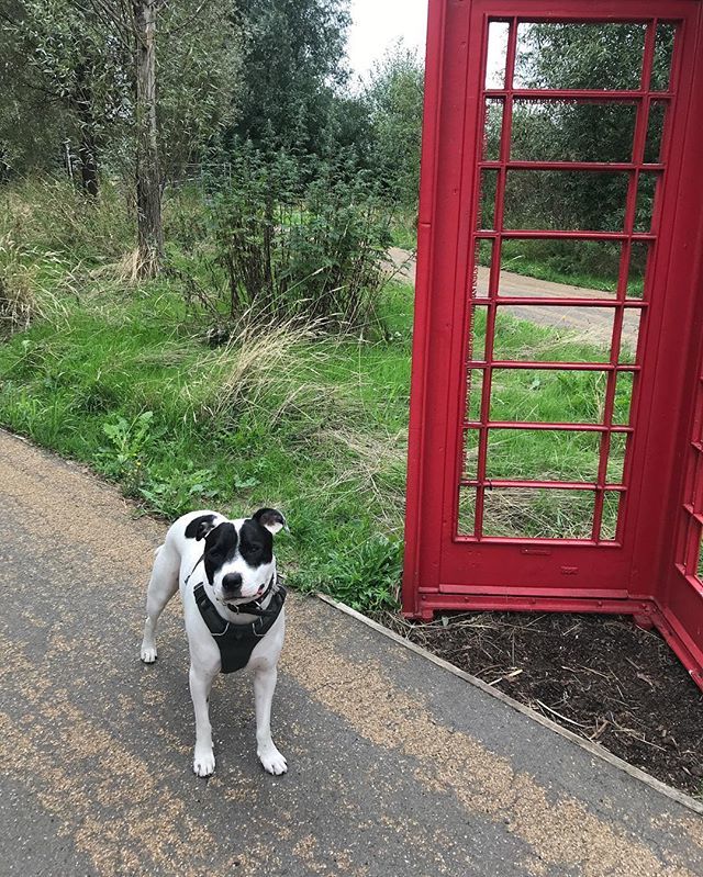 wagglepets's tweet photo. Here’s me just about to call a friend on the dog and bone! 💥 this was on my #olympicparklondon walk, the #E20 side, checking out the marshlands.
.
.
.
#londondogs #londondogwalks #dogwithanxiety #vintagelondon #londonlandmarks #apollostaffy #doginthecity #staffycolliecross #… https://t.co/FwTGpf3Ht3