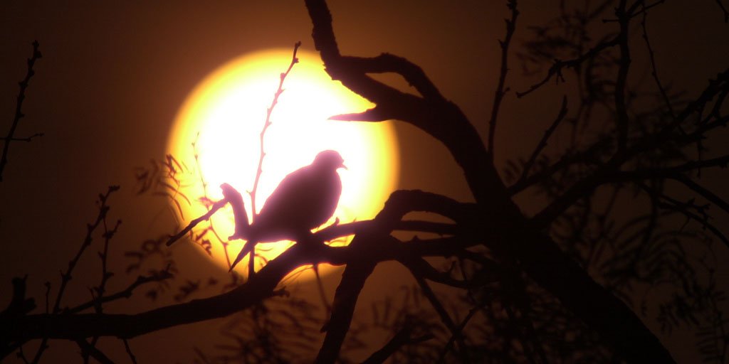 TPWDnews's tweet image. It's opening day of #doveseason!

Make sure you have all your doves in a row at bit.ly/DoveChecklist

#HuntTx