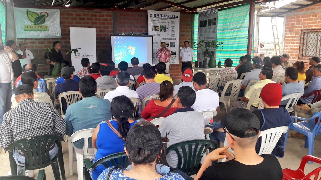 C8Mikaela's tweet photo. #InfoMAG | Capacitación en el manejo del cultivo de guanábana y su comercialización, en articulación con la empresa Frutimundo, Ungerer del Ecuador y @AgriculturaEc de #ElOro. #SomosMAG. https://t.co/JDI2m7hC7T