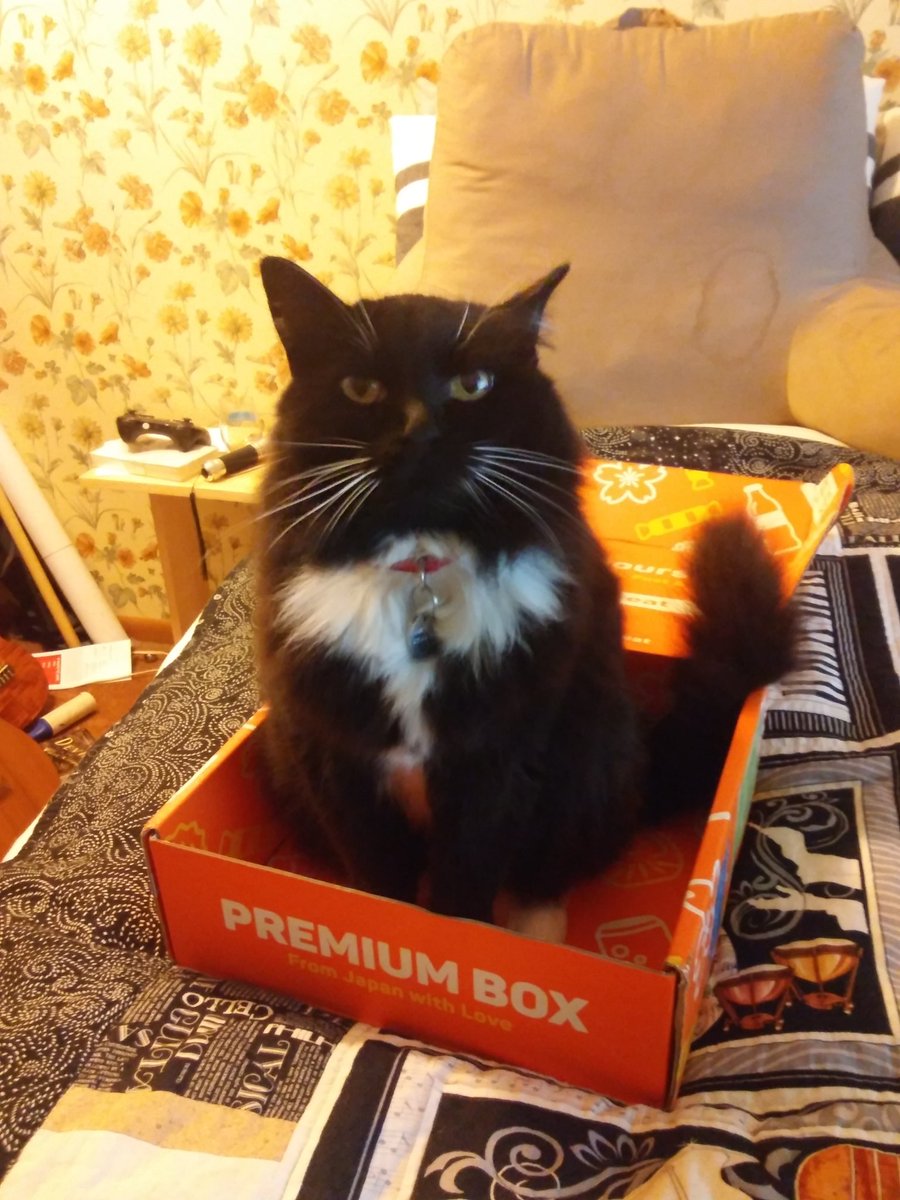 auralfixations's tweet photo. The snacks have run out but the fun has only begun
#tokyotreat #maxxthecat https://t.co/j5FYkzPVyM