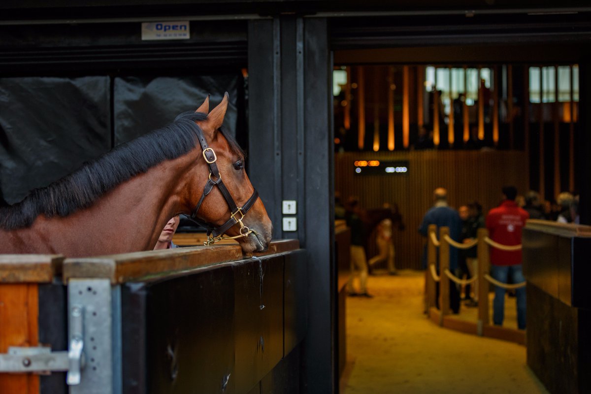 InfoArqana's tweet photo. 🔜 Only a few days left to wait for the '18 October #Yearlingsale catalogue feat. 600+ individuals 🐎 incl. 25 #Siyouni (@AgaKhanStuds), 25 #Dabirsim (@Harasdegrandcam), 25 #Intello (@HarasduQuesnay), 25 #LeHavre (@MontfortPreaux) etc.
🗓️Stay tuned until Sept 12! https://t.co/U3vt39jj9L
