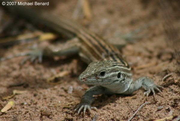 AquilaPrincess's tweet photo. I love my squamates so much 🦎❤

The New Mexico whiptail lizards are the original independent ladies! These lizards reproduce via parthenogenesis, meaning the offspring come from unfertilized eggs. The entire species is female.

#ShowBlakeALizard @blakeshelton https://t.co/rY71sfpbyp