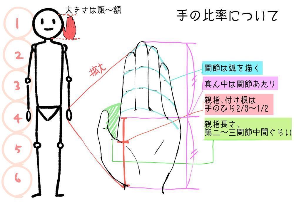 お絵かき講座パルミー 選べる特典cpn中 على تويتر 手の大きさと顔の大きさはほとんど一緒 手を描く時のバランスの参考にして下さいね ᴗ T Co 0h3nabvwi2