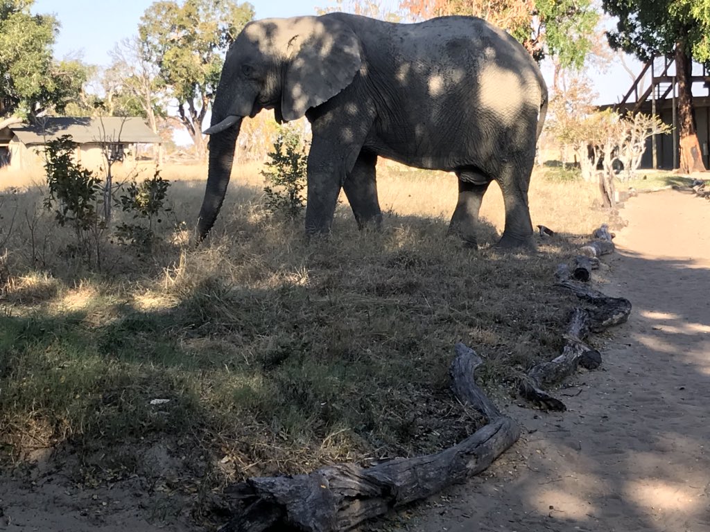 Meet the big guy of the camp. Here he is feasting on some shrubs with an awesome landscape behind him @WeAreWilderness #davisonscamp #hwangenationalpark #NaturePhotography #intouchwithnature